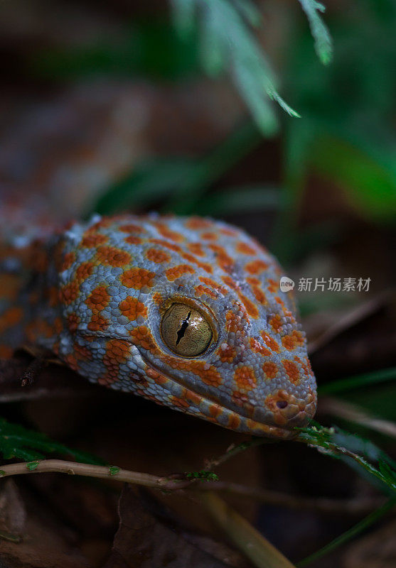 壁虎(Gekko gecko)